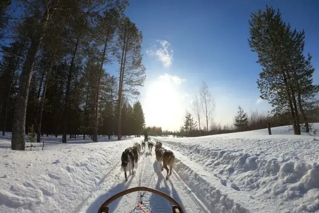 Blick aus Hundeschlittengespann auf Schlittenhunde in Schneelandschaft