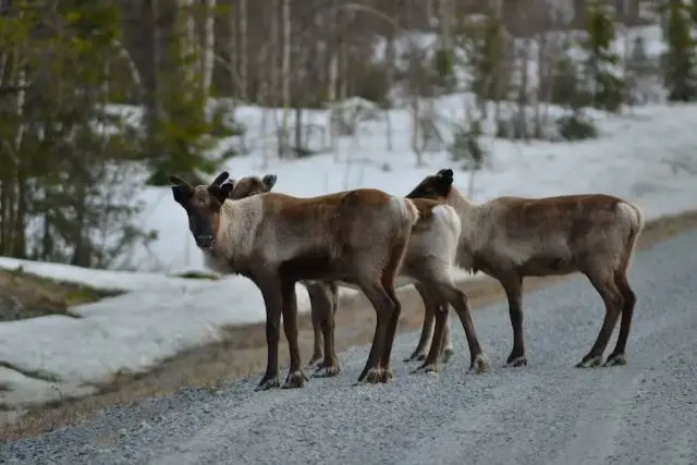 Gruppe von Rentieren auf winterlicher Waldstraße