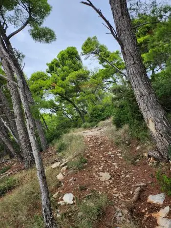 steiniger Wanderweg zwischen Bäumen hindurch