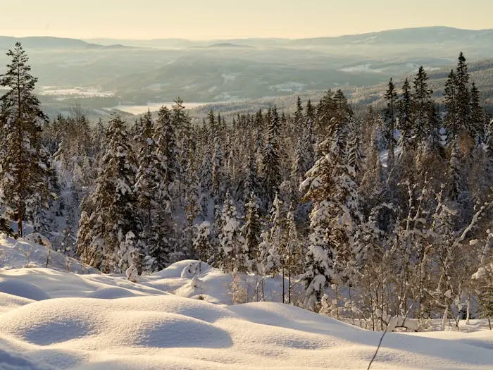 Blick über schneebedeckte Wälder