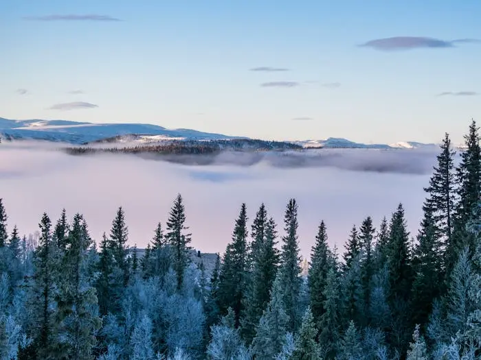 Nadelbäume vor Nebelschwaden