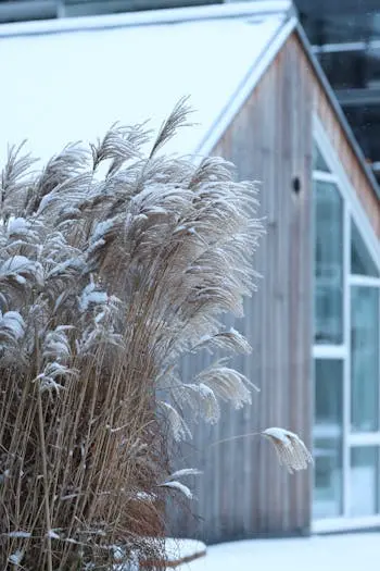 Modernes Holzhaus mit Pampasgras davor