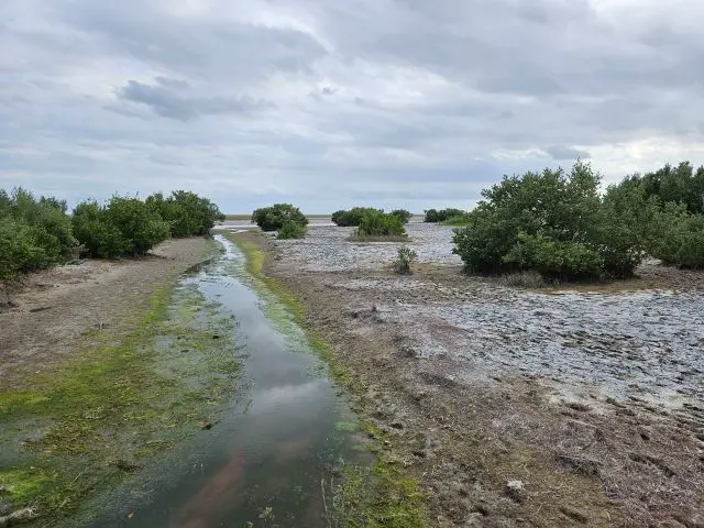 Flora im Everglades Nationalpark