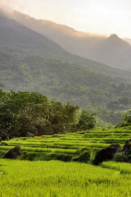 Reisfelder im Pu Luong Nationalpark