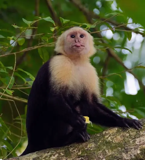 Kapuzineraffe sitzt in einem Baum