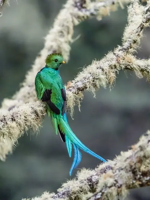 Quetzal auf einem Ast