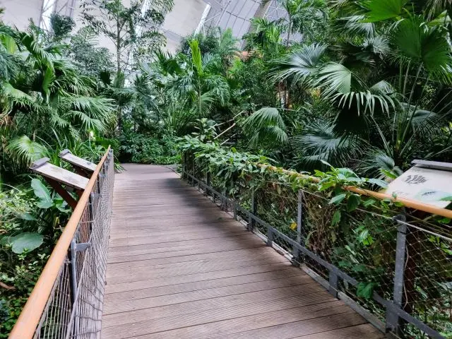 Holzbrücke in einem Indoor-Regenwald